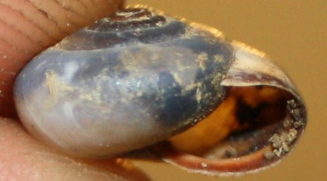 Monacha cartusiana e Cernuella cf. neglecta